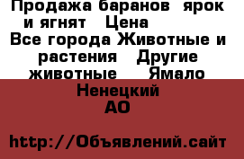 Продажа баранов, ярок и ягнят › Цена ­ 3 500 - Все города Животные и растения » Другие животные   . Ямало-Ненецкий АО